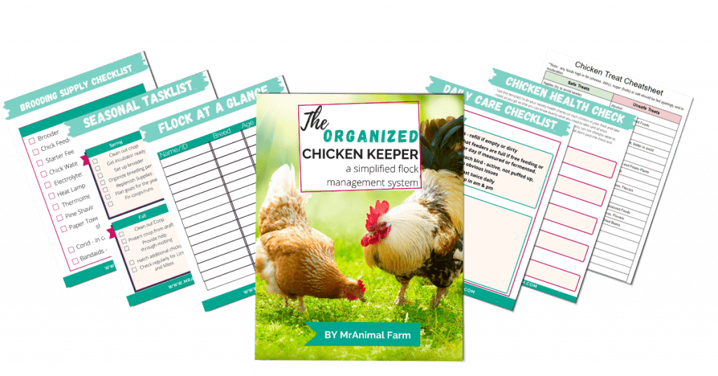 pages from organized chicken keeper