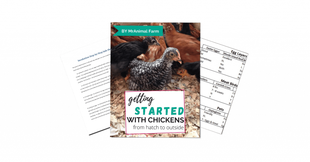 pages from getting started with chickens
