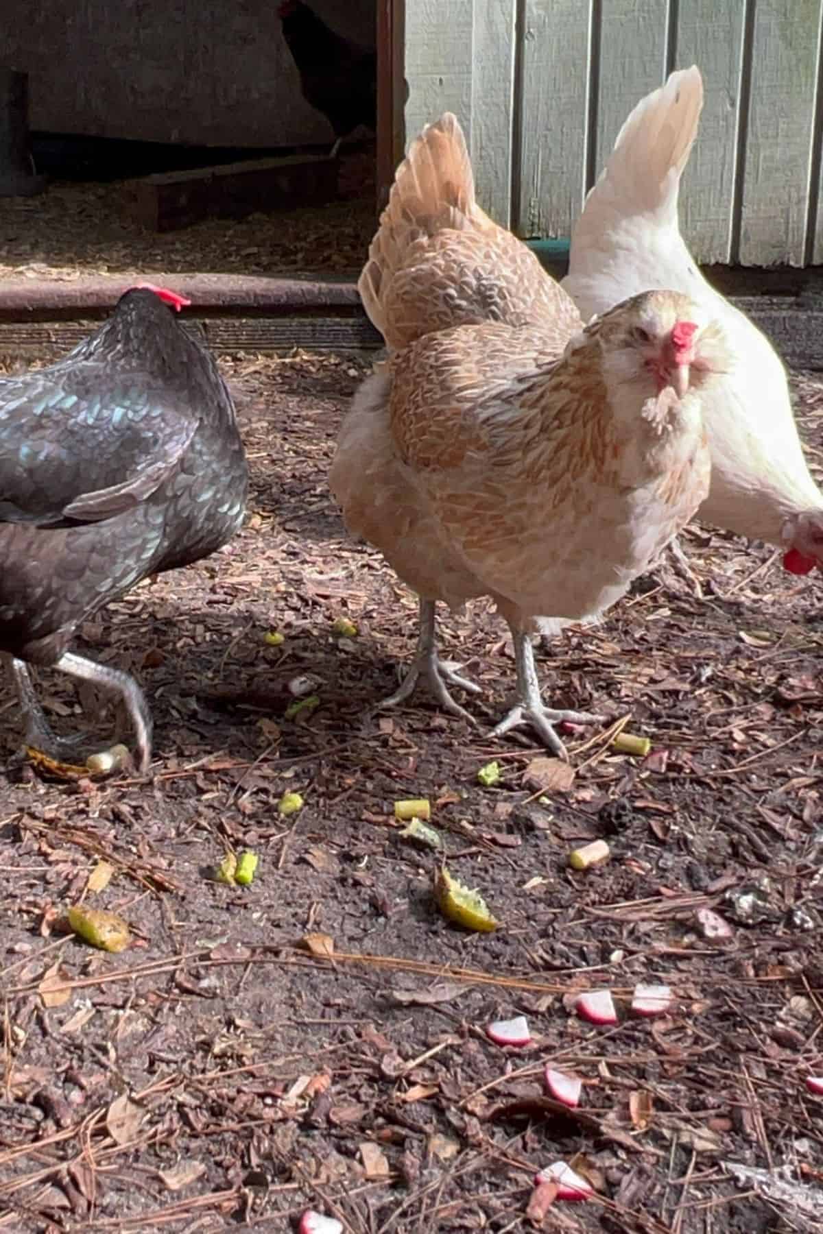 Three chickens pecking asparagus on the ground.
