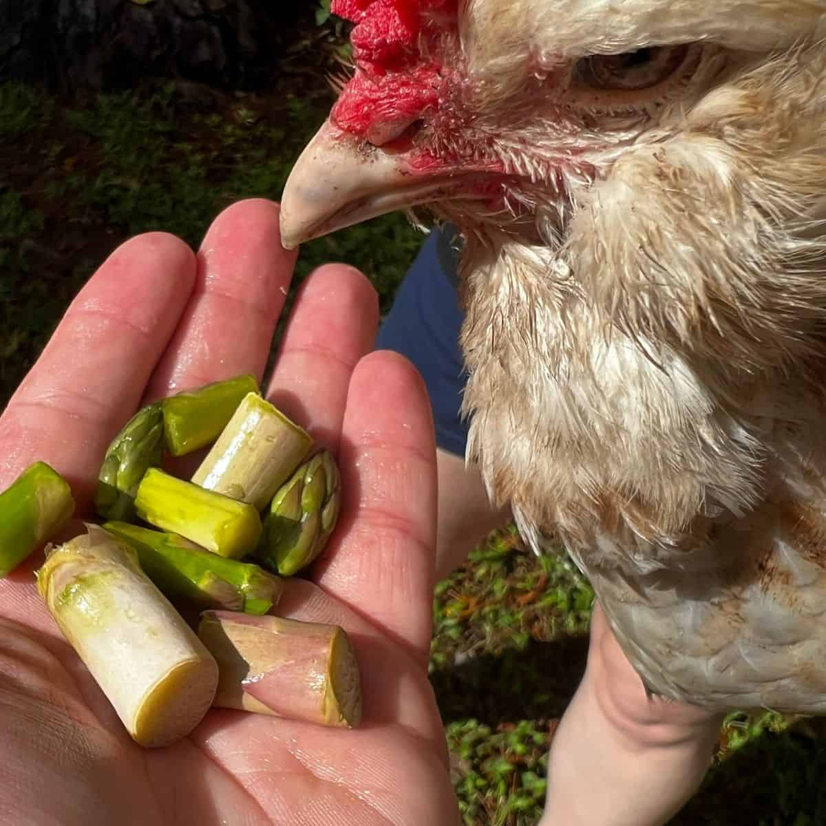 Chicken eating asparagus out of a hand.