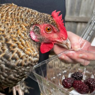 Chicken being held next to a container of blackberries.