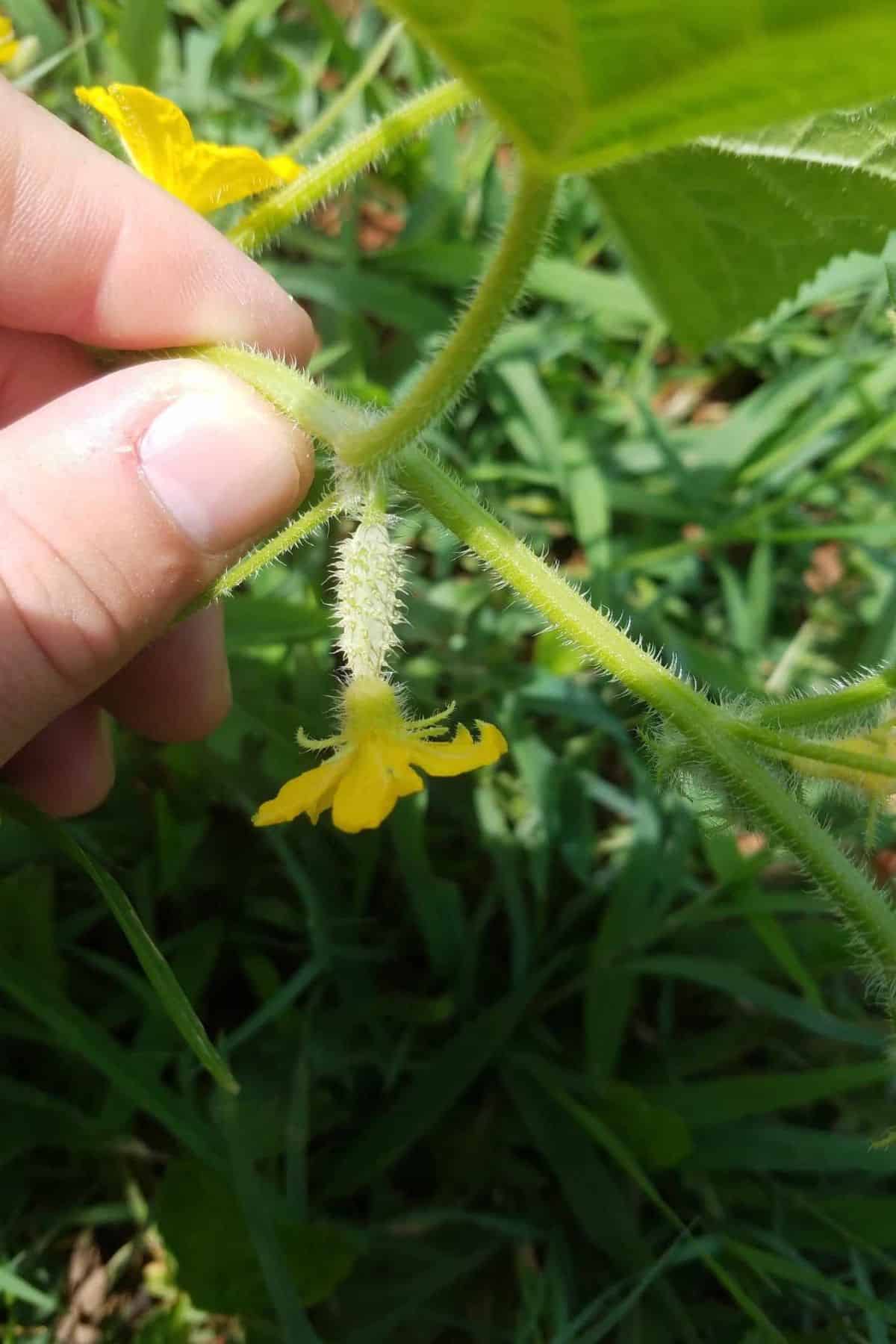 Cucumber growing on the plant with flower bloom on the end.