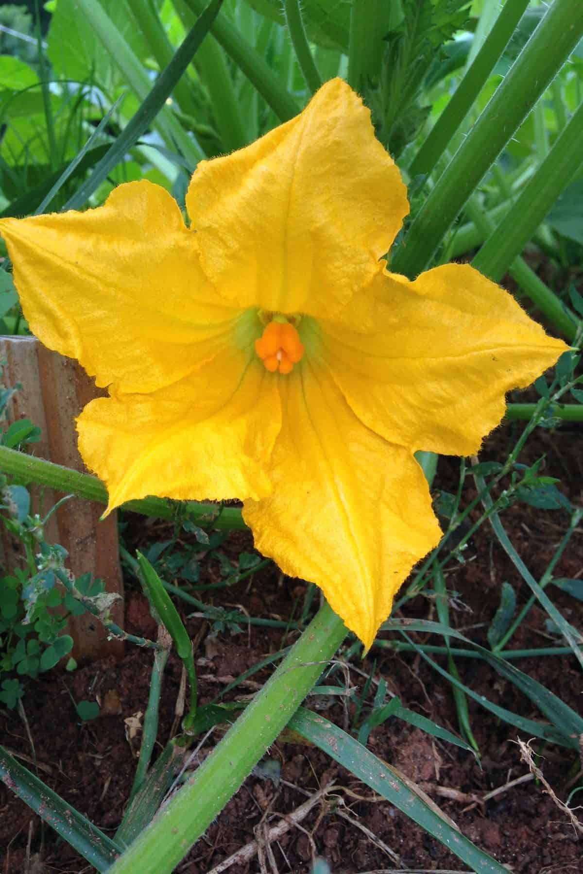 Yellow squash flower bloom on the plant.