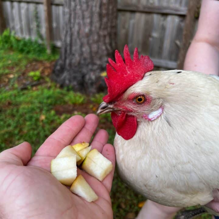 Can Chickens Eat Apples? All You Need To Know! Mranimal Farm