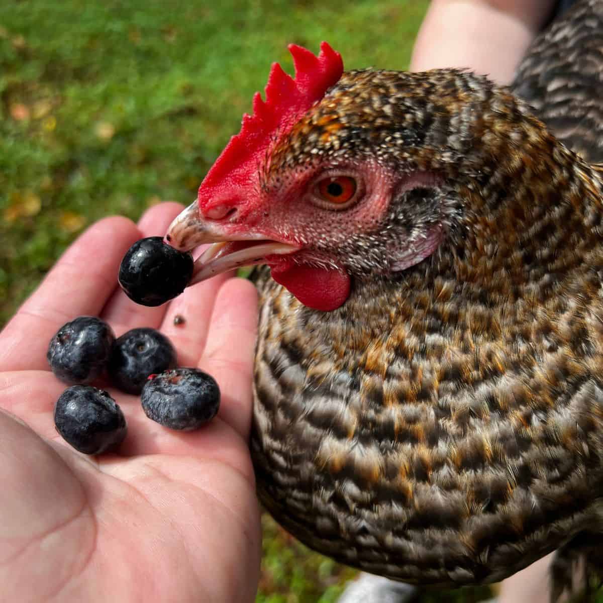 Chicken being held next to handful of blueberries.