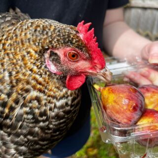 Chicken being held next to container of figs.