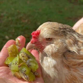 Chicken being held next to handful of kiwi.