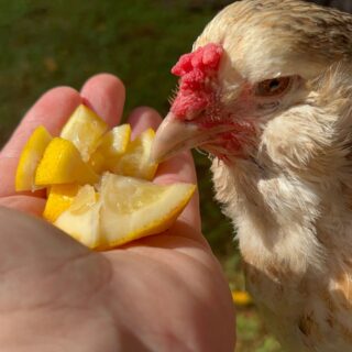 Chicken being held next to handful of lemons.
