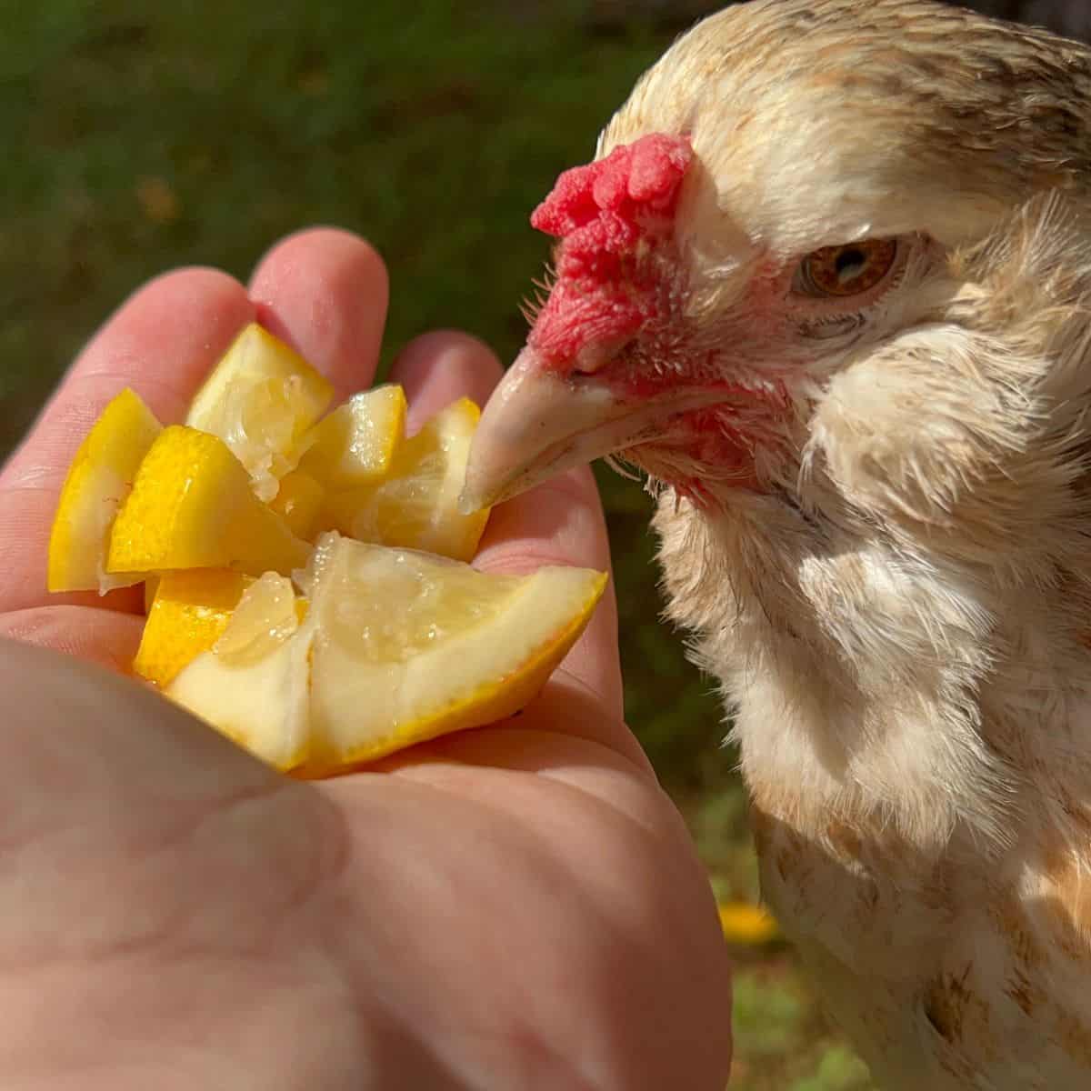 Chicken being held next to handful of lemons.