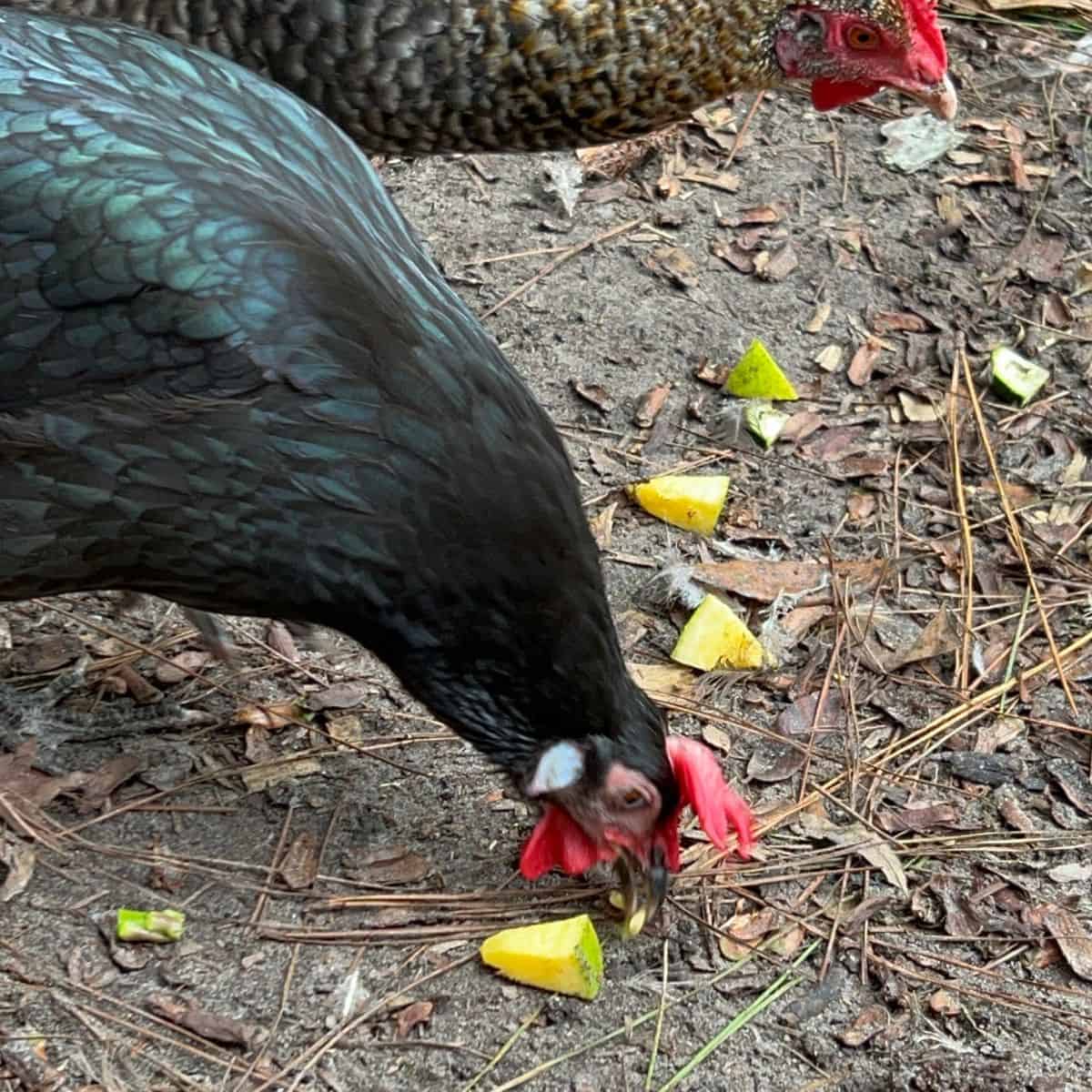 Chickens eating mango off the ground.