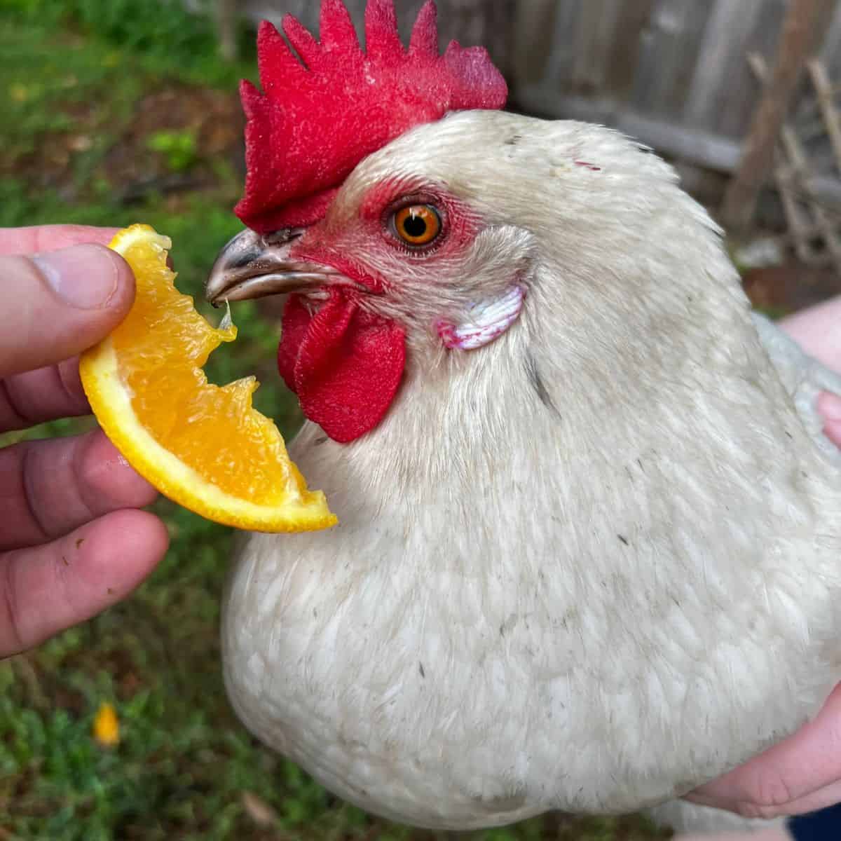 Chicken being held next to a slice of orange.