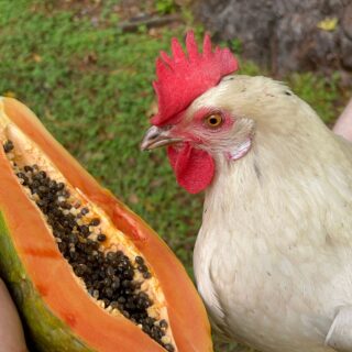 Chicken being held next to half of a papaya.