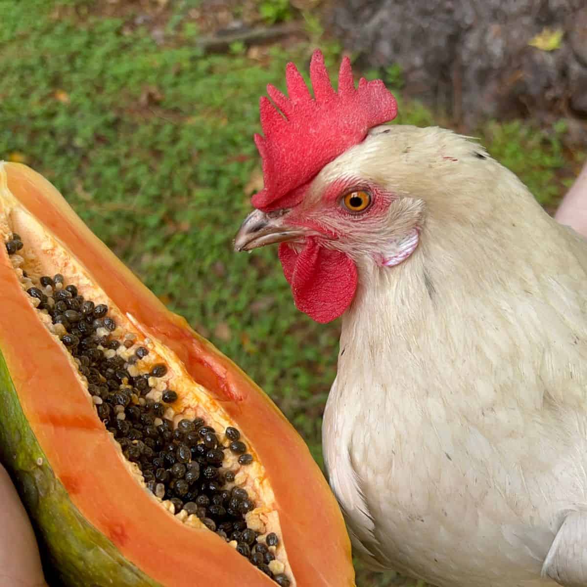 Chicken being held next to half of a papaya.