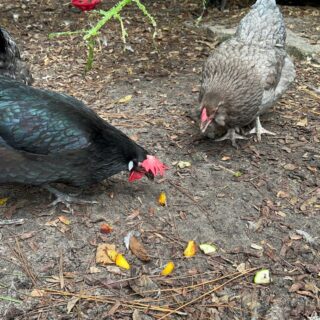 Chickens eating peaches off the ground.