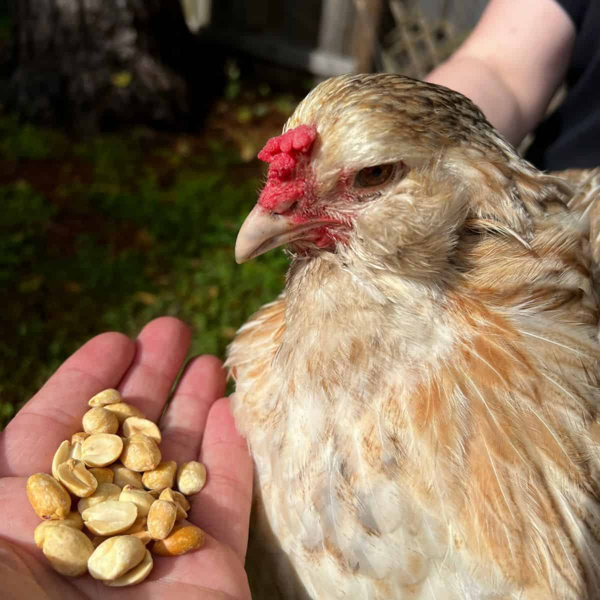 Chicken being held next to handful of peanuts.