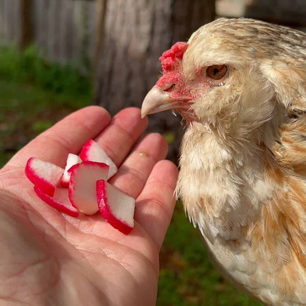 Chicken being held next to handful of radishes.