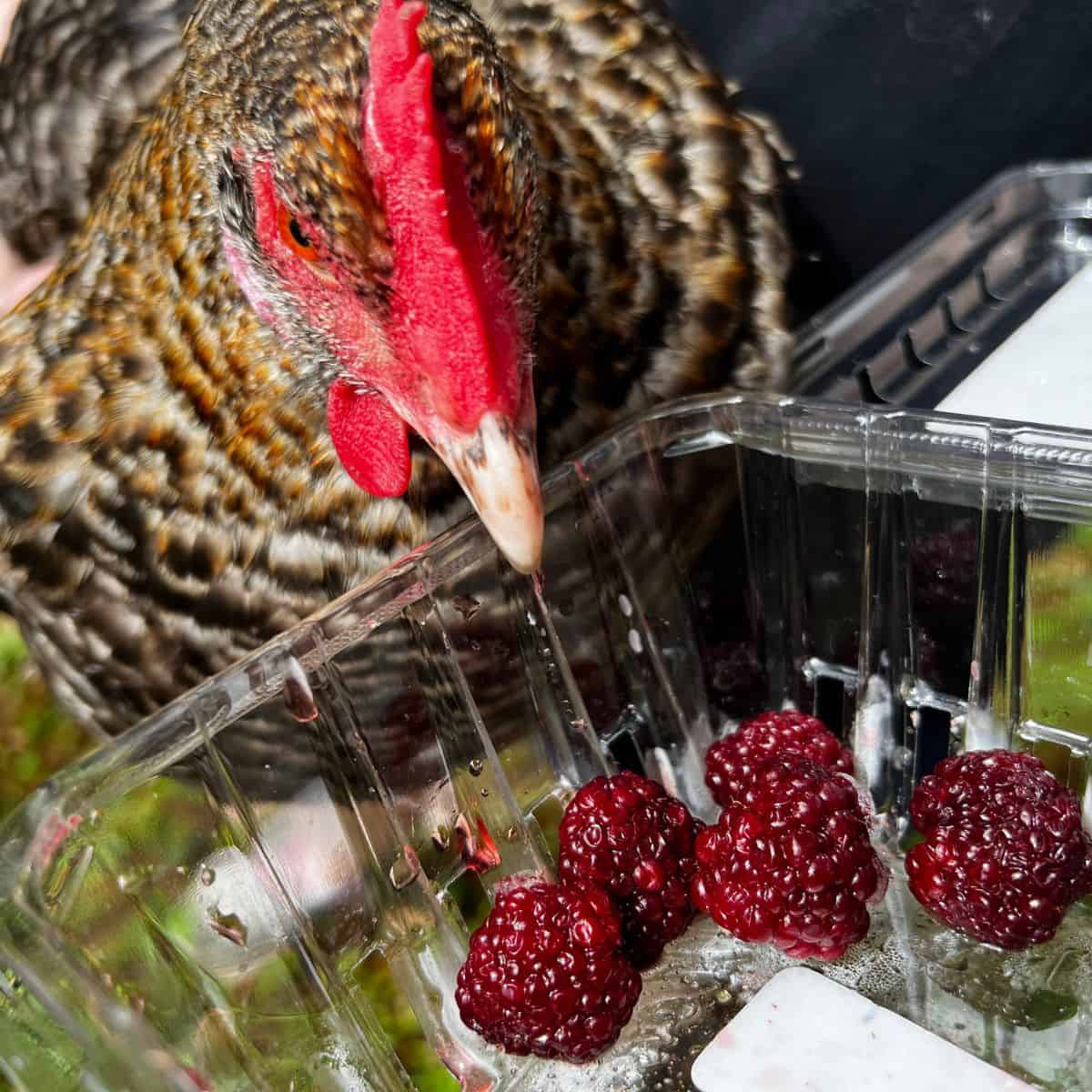Chicken being held next to a container of raspberries.