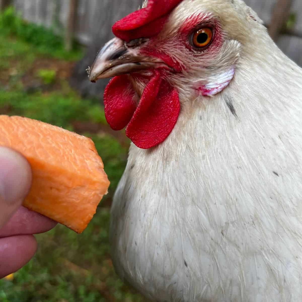 Chicken being held next to a chunk of sweet potato.