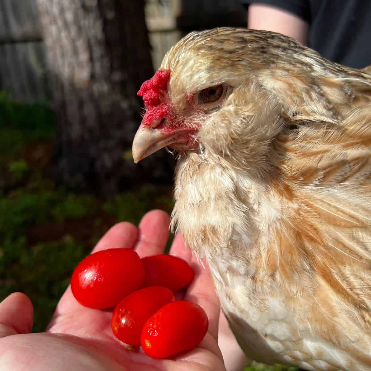 Chicken being held next to handful of cherry tomatoes.