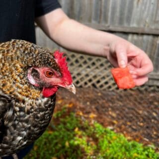 Chicken being held next to a chunk of watermelon.