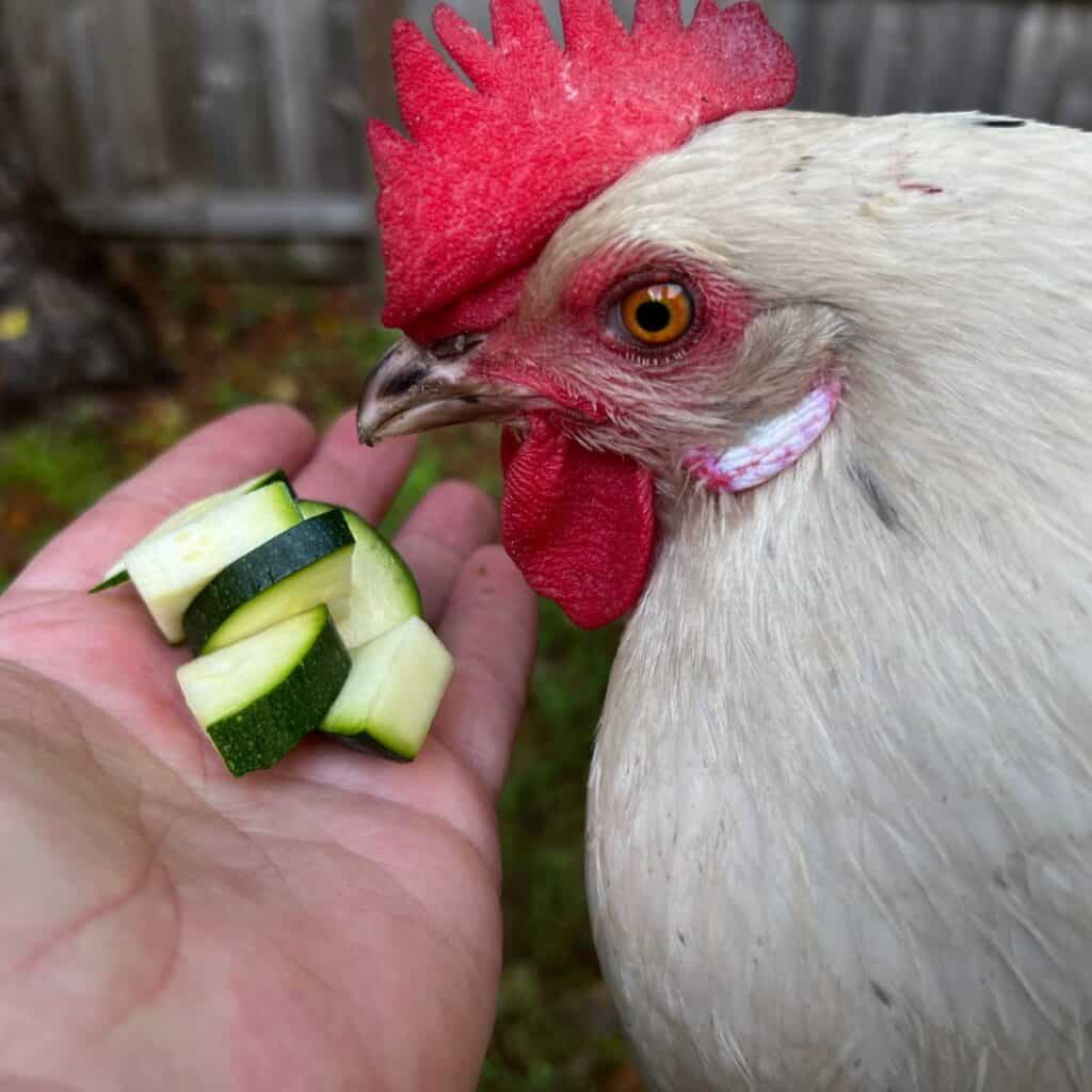 Can Chickens Eat Asparagus? Mranimal Farm