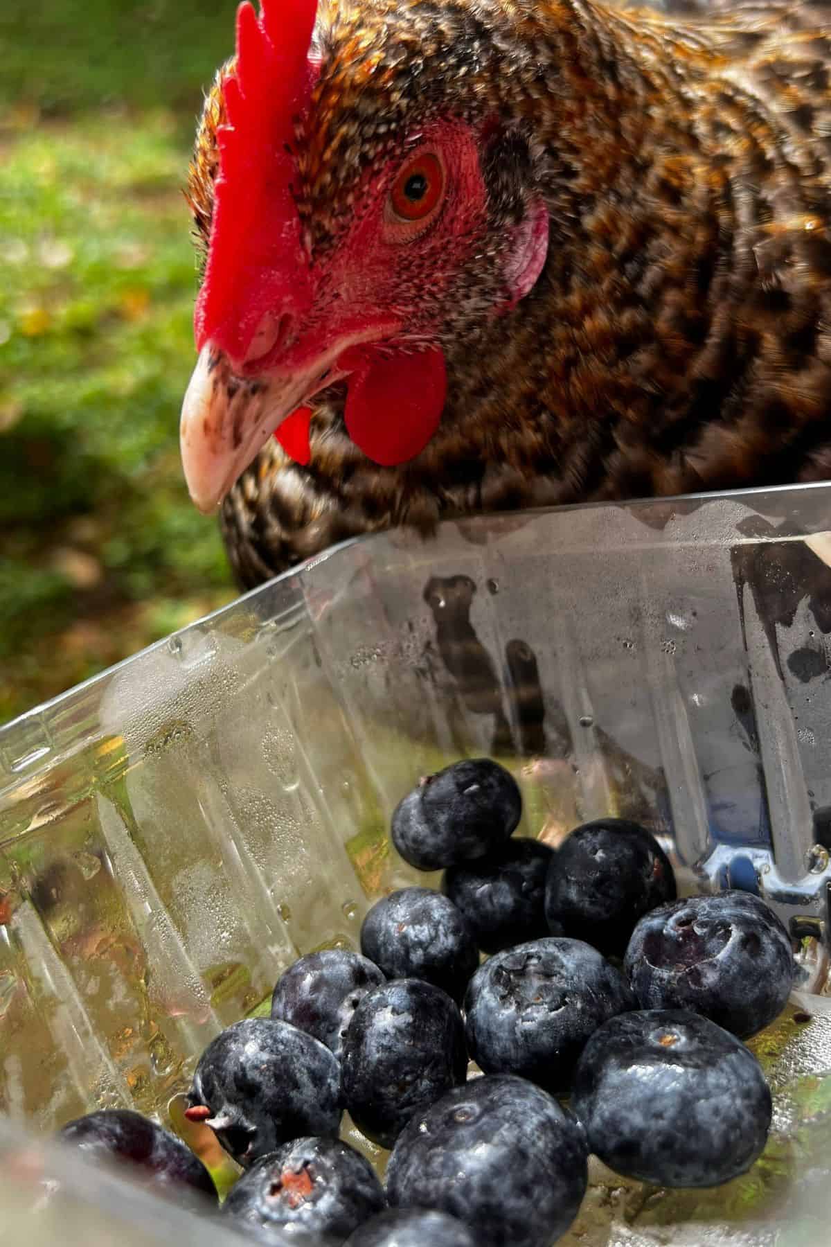 Chicken being held next to container of blueberries.