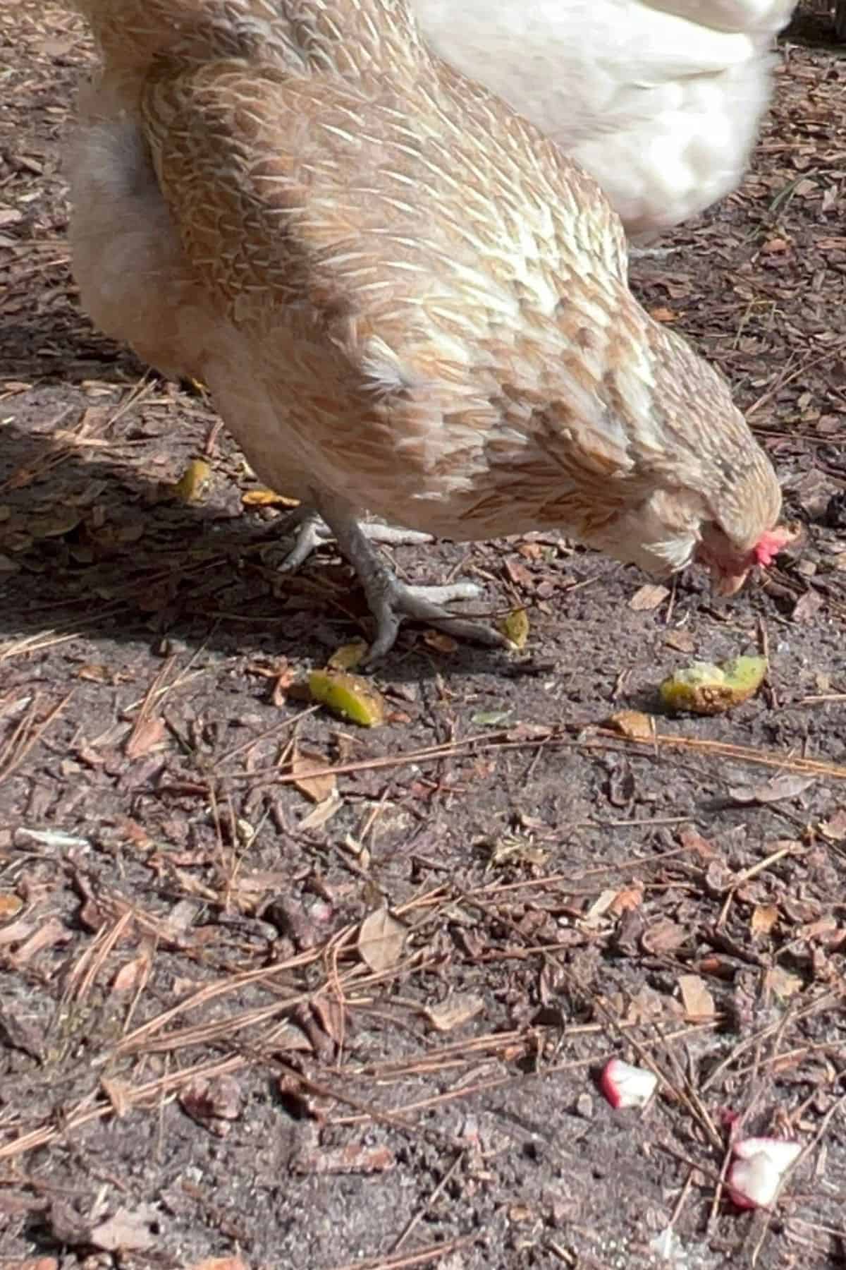 Chicken eating kiwi off the ground.