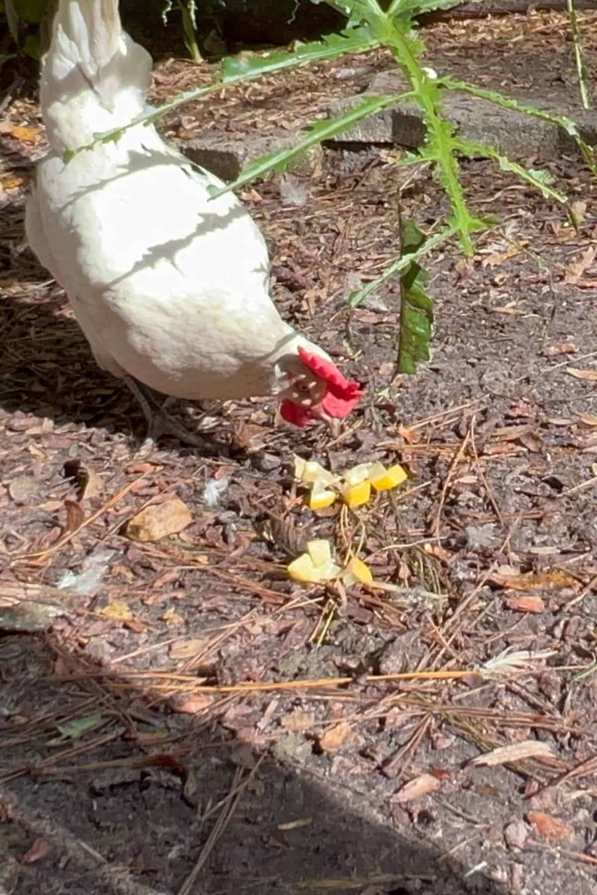 Chicken eating lemons off the ground.