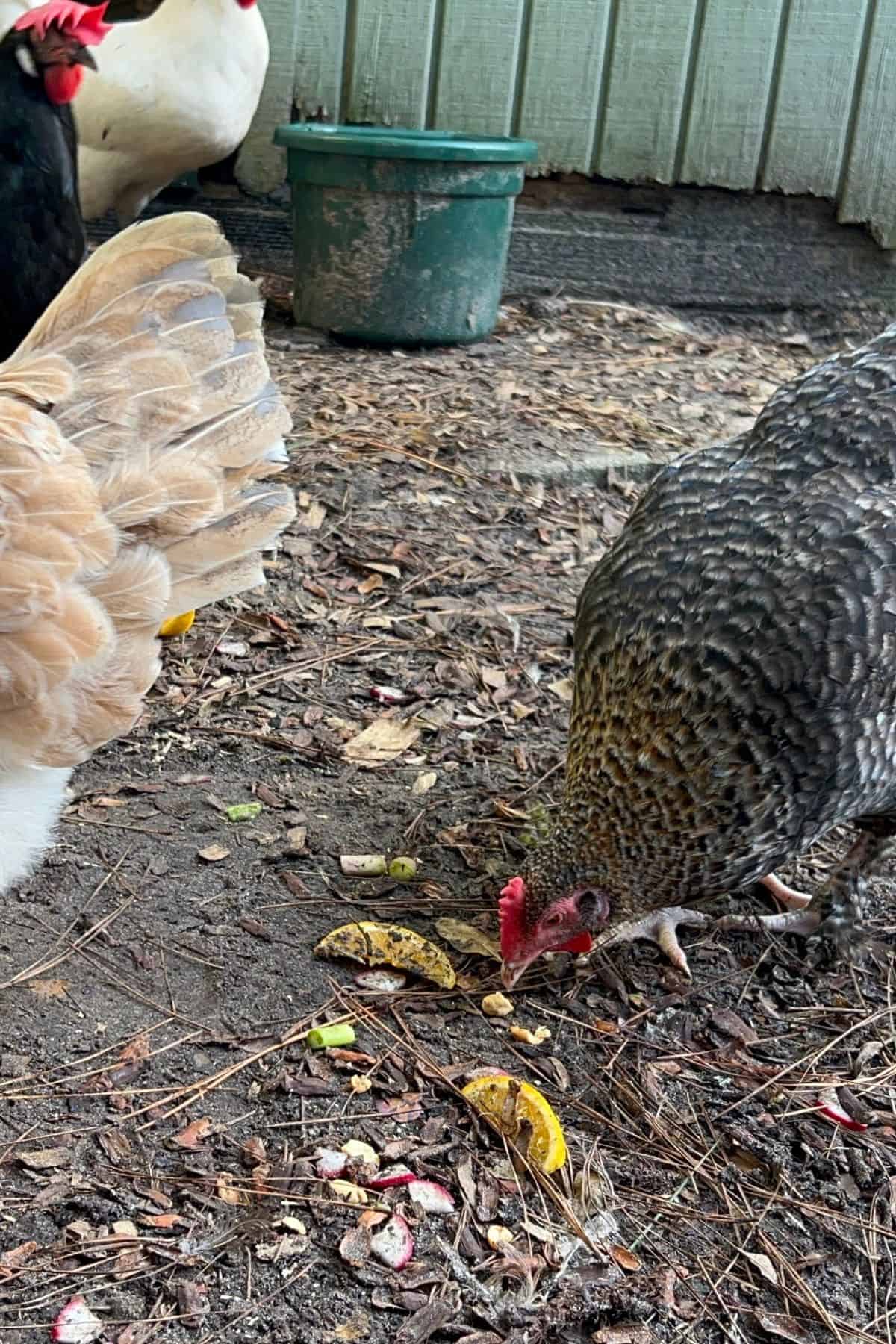 Chicken eating oranges off the ground.