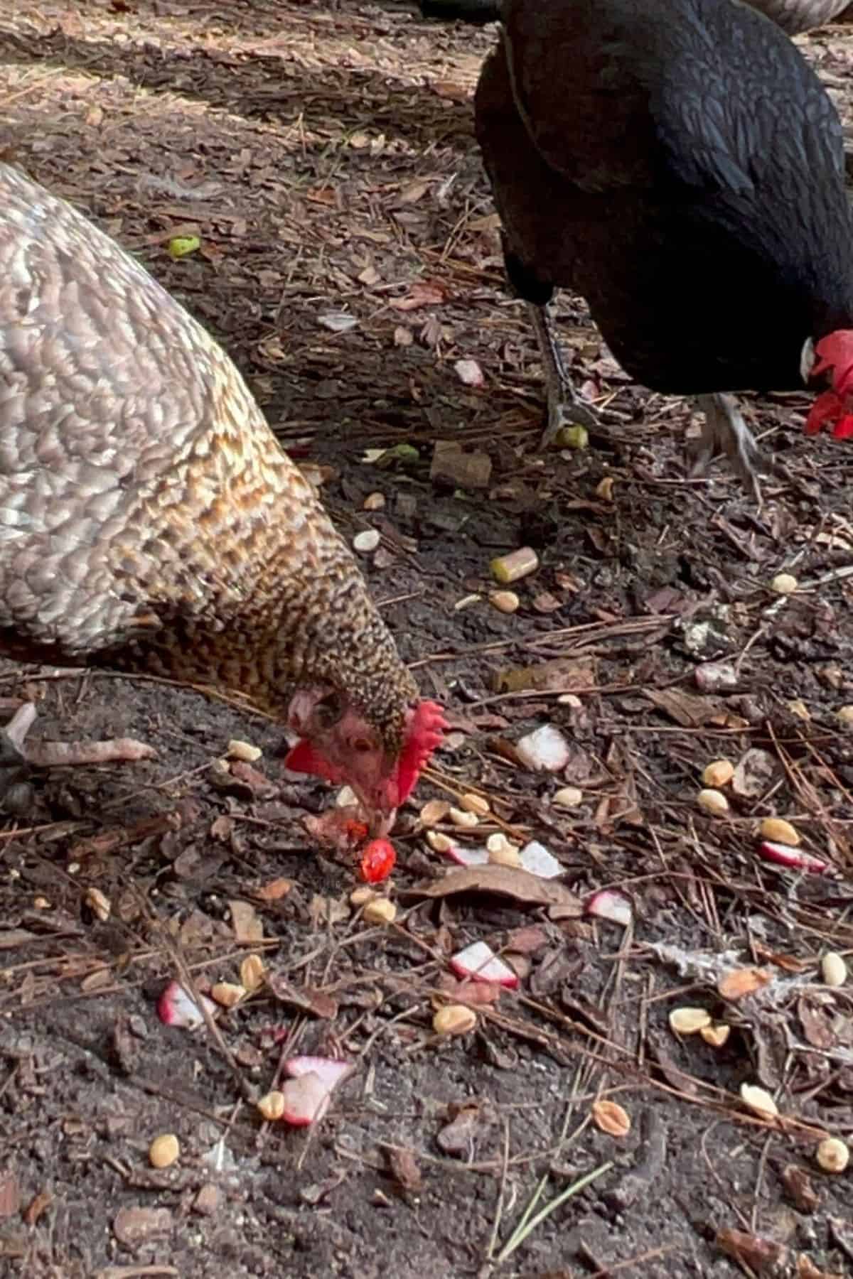 Chickens eating peanuts off the ground.