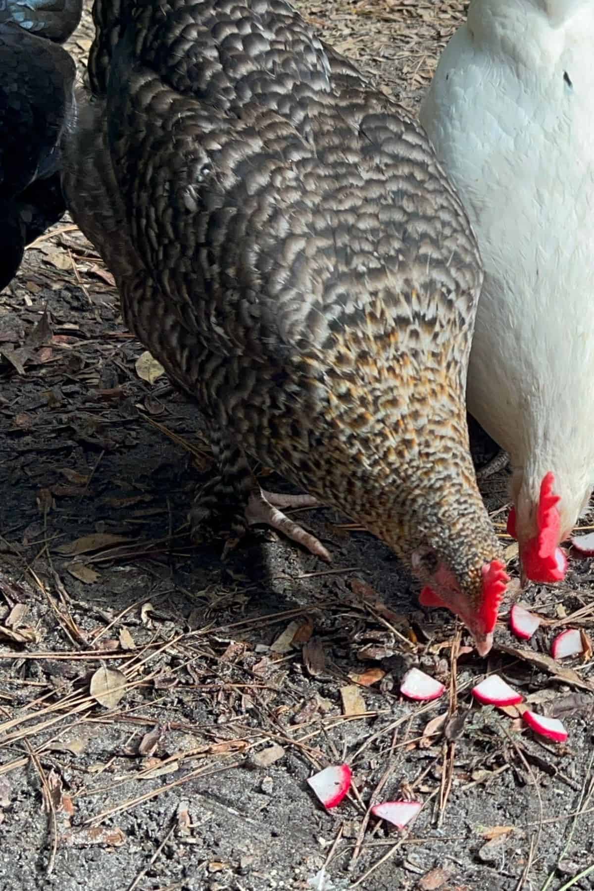 Chickens eating radishes off the ground.