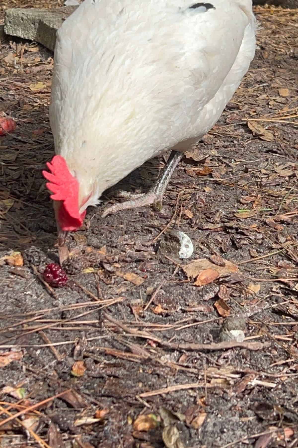 Chickens eating raspberries off the ground.