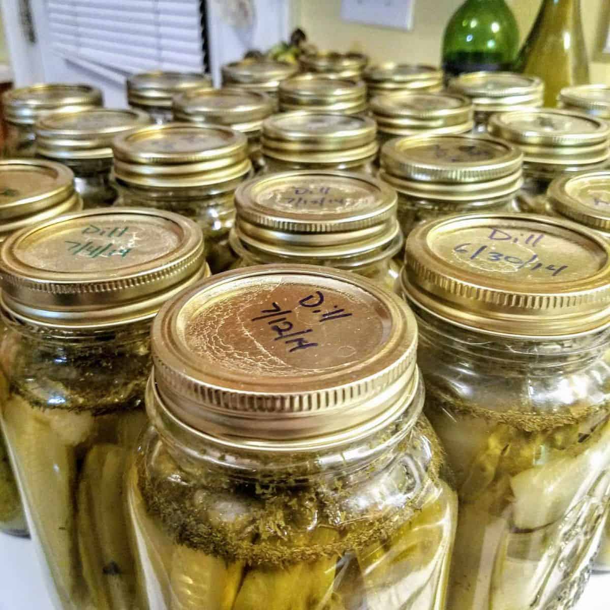 Counter full of jars of pickles.